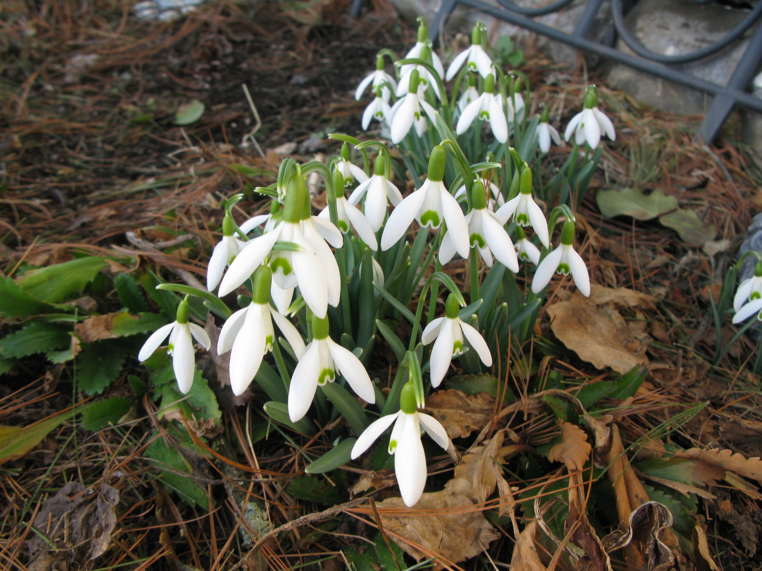 Snowdrops are the first flowers of spring and the sign of a coming trout season.